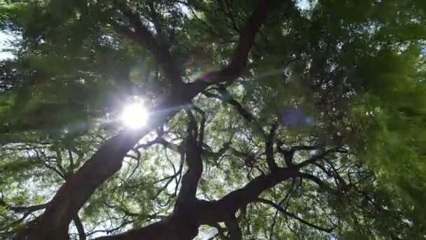 Raios de sol entre os ramos de um salgueiro em um dia ventoso — Vídeo de Stock