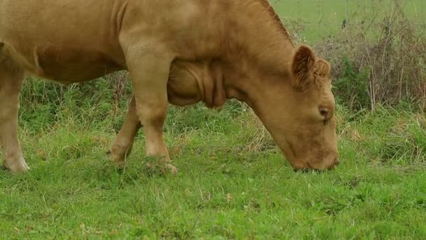 Cattle eating grass — Stock Video