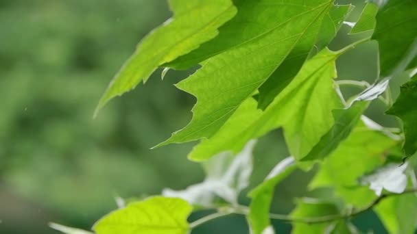 바람에 의해 이동 조용한 녹색 잎 — 비디오