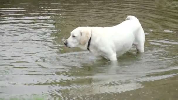 Собака лабрадора в воде — стоковое видео