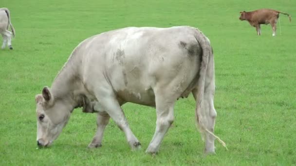 Herd of cattle grazing — Stock Video