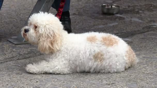 Pies czeka na właściciela na ulicy — Wideo stockowe