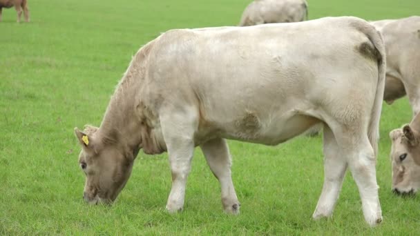 Otlatma sığır sürüsü — Stok video
