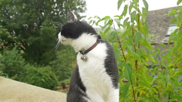 Schwarze und weiße Katze — Stockvideo