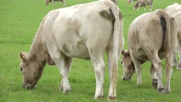 Пасутся стада скота — стоковое видео