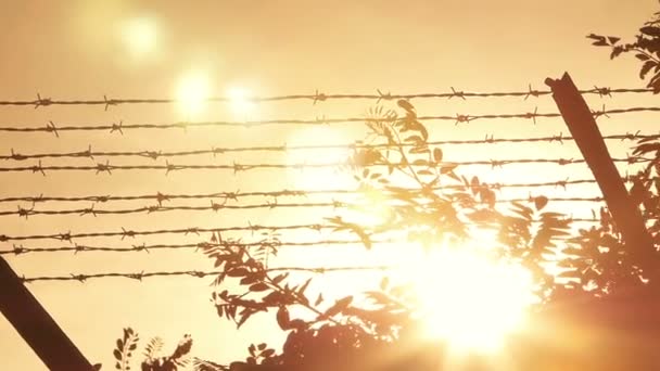 Dış dikenli tel çit — Stok video