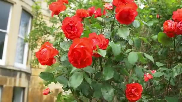 Rose rouge arbre — Video