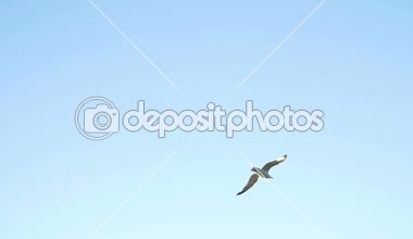 mavi gökyüzünde kuş uçuşlar