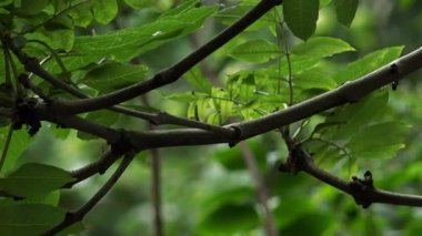 yeşil yaprakları hareket
