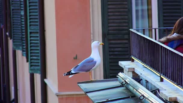 Чайка стоїть на даху — стокове відео