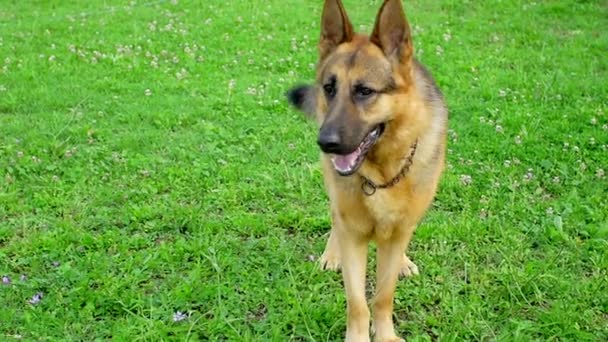 Berger allemand chien aboyant  