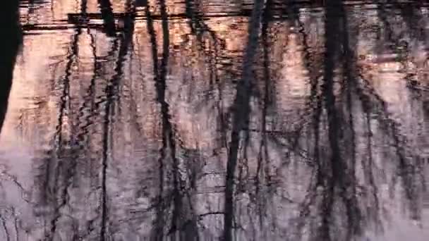 Reflejos de árboles en el agua al atardecer — Vídeos de Stock