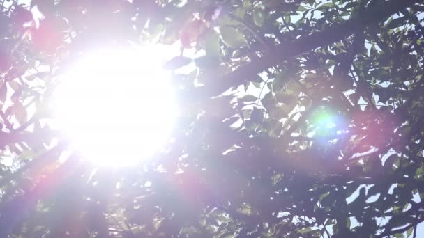 Llamarada fotográfica y rayos de sol entre las hojas de un árbol — Vídeo de stock