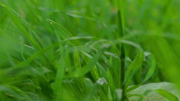 Grönt gräs blåser i vinden — Stockvideo