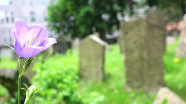 Close-up beelden op de ogen van een trieste vrouw — Stockvideo