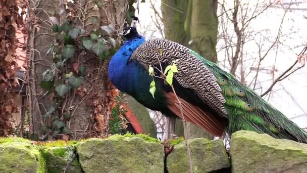 Peacock bird, peafowl bird — Stock Video