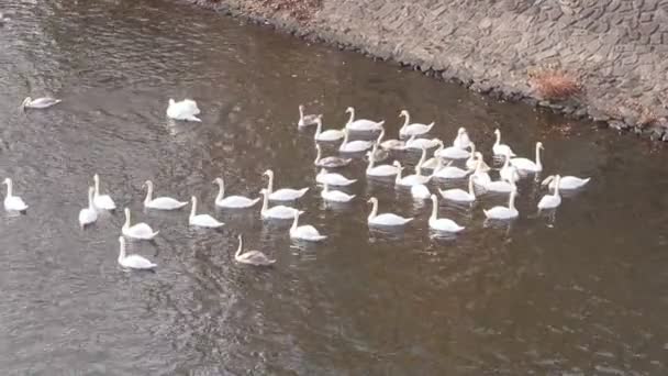 Zwanen zwemmen in een rivier of een meer — Stockvideo