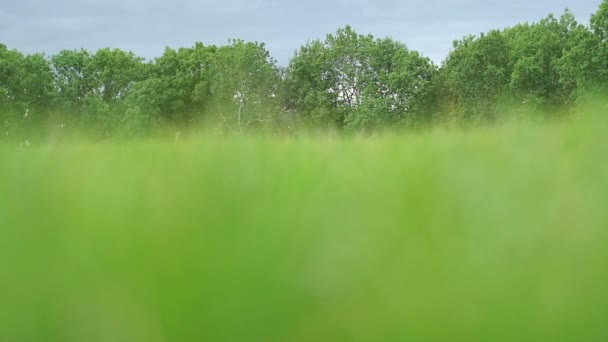 Общественный парк: зеленая трава на ветру — стоковое видео