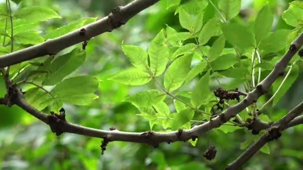 Hojas verdes en un árbol movido por el viento — Vídeo de stock