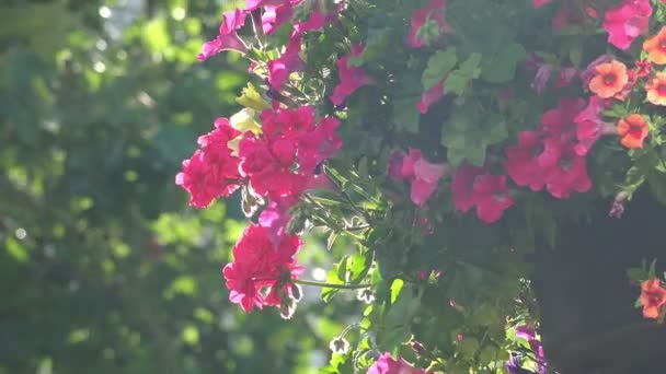 Flores sacudidas por el viento en un día de verano — Vídeos de Stock