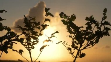 hareketli bir ağacın 