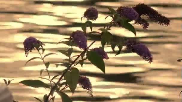 Flor y mar al atardecer — Vídeos de Stock