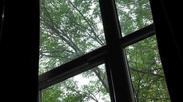 Miedo: el viento sacude los árboles fuera de la ventana — Vídeo de stock