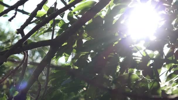 Зелене листя переміщення — стокове відео