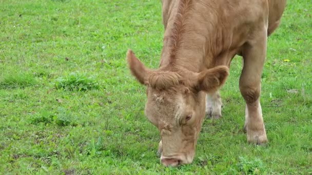 Vaca mănâncă iarbă — Videoclip de stoc