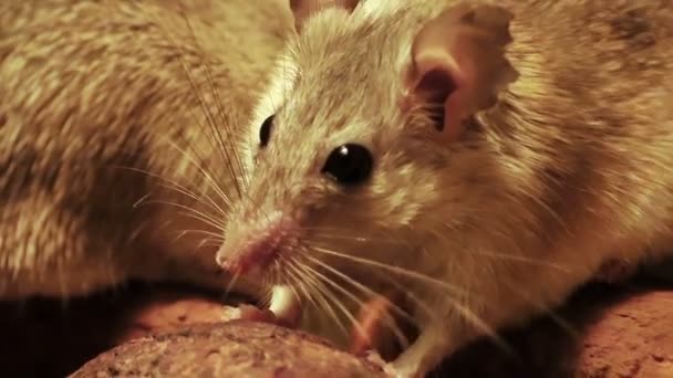 Souris dans la cage — Video