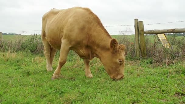 Скот ест траву — стоковое видео