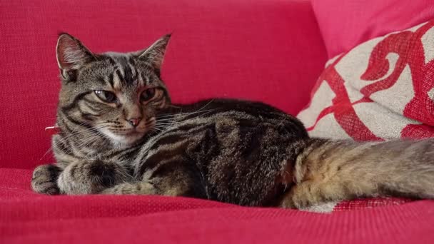 Katze entspannt auf der roten Couch — Stockvideo