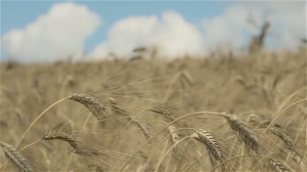 Dojrzałej pszenicy w okresie letnim — Wideo stockowe