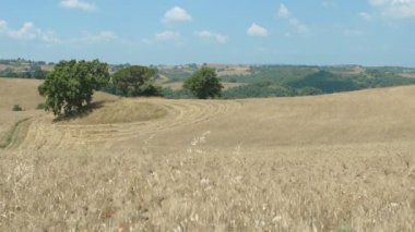 Yaz aylarında olgun buğday