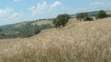 Yaz aylarında olgun buğday