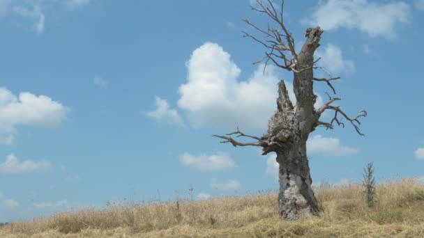 Grâu copt vara — Videoclip de stoc