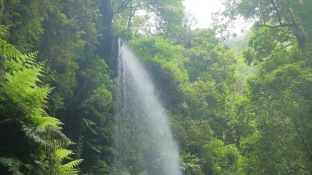 Los Tilos (La Palma) - chutes d'eau dans une forêt luxuriante 