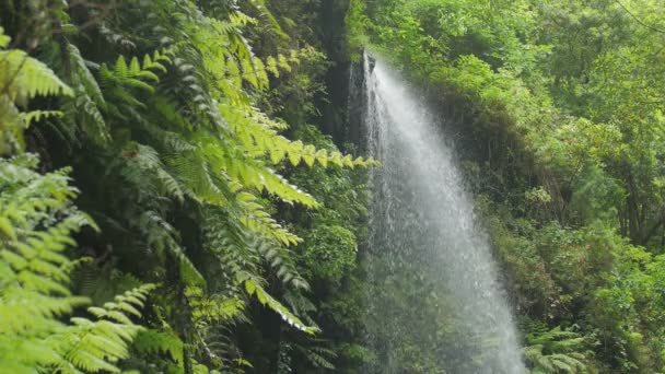 Los Tilos- Water gushing from the rocks and nourishes the plants in the forest — Stock Video