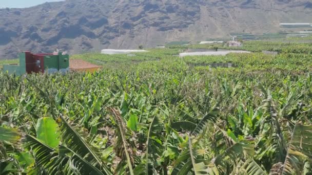 Vista sulle montagne dalla coltivazione delle banane — Video Stock
