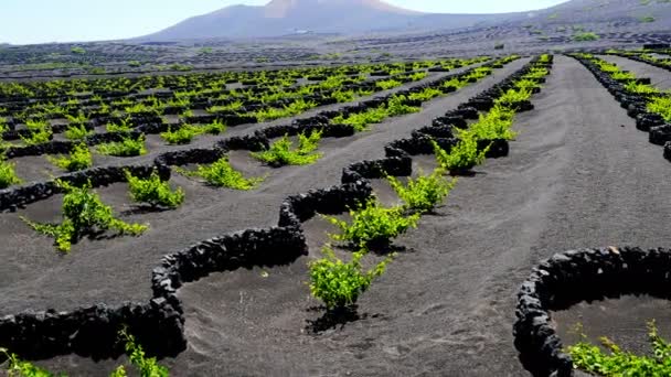 Lanzarote- fields full of vine plants protected by walls of stones — Stock Video