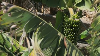 La palma-gizli bir yemyeşil muz bitki genel bakış