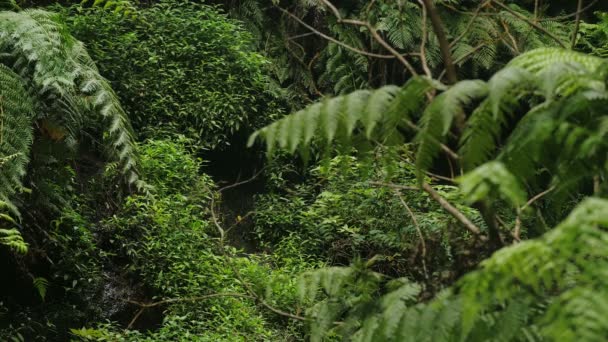 La palma-porträtt från toppen av frodiga och virgin skog — Stockvideo