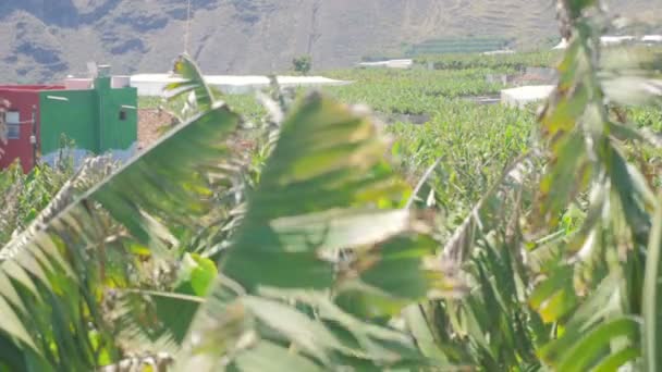 La palma- hidden view of bananas cultivation and homes of farmers — Stock Video