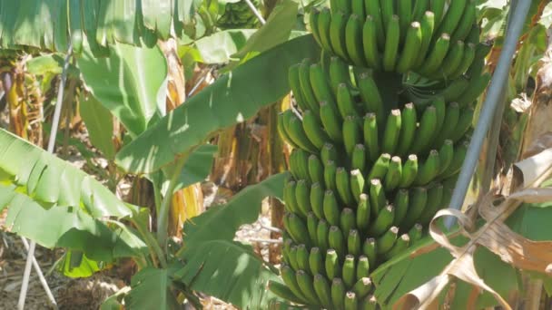 Kijk naar de natuur: van bananen plant — Stockvideo