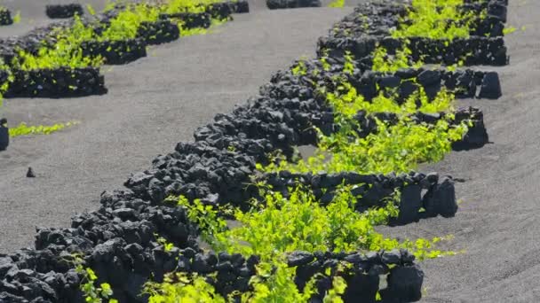 Lanzarote stěny chrání málo kamenů a jemné rostliny — Stock video