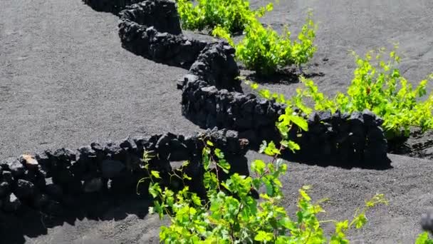 Прекрасный вид виноградной лозы завод защищен небольшими стенами пород в Лансароте — стоковое видео
