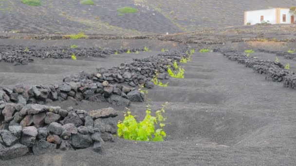 Lanzarote- саженцы на вулканической почве, защищенные стенами — стоковое видео