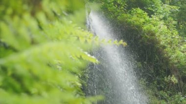  yemyeşil bir orman şelalenin güzelliği