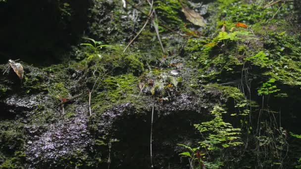 Wassertropfen fallen im Dschungel auf Felsen — Stockvideo