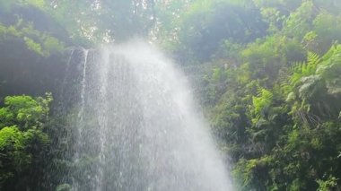  Canlı bir rainfores akan su